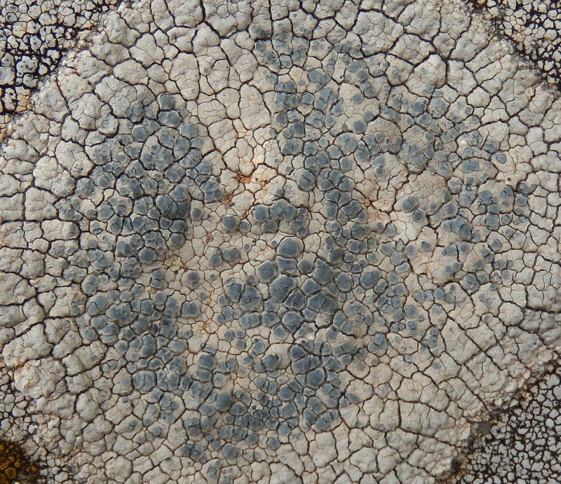 sull''arenaria della Laga